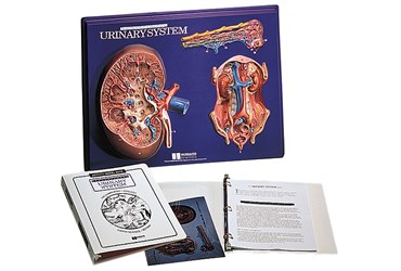 Urinary System Model and Activity Set