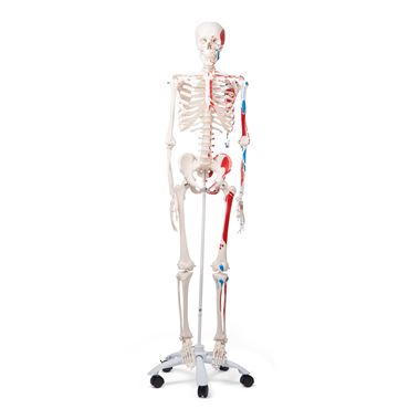 Painted Skeleton for Anatomy Studies, Rod Mount