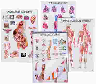 Anatomical Charts for the Biology and Life Science Classroom