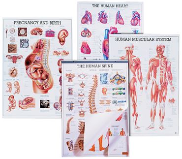 Respiratory System Chart for Anatomy Studies