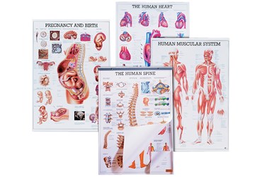 Anatomical Charts for the Biology and Life Science Classroom