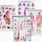 Anatomical Charts for the Biology and Life Science Classroom