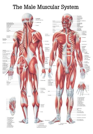Respiratory System Chart for Anatomy Studies