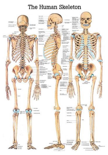 Respiratory System Chart for Anatomy Studies