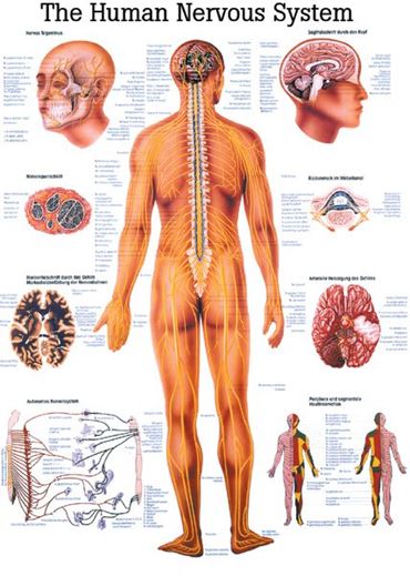 Respiratory System Chart for Anatomy Studies