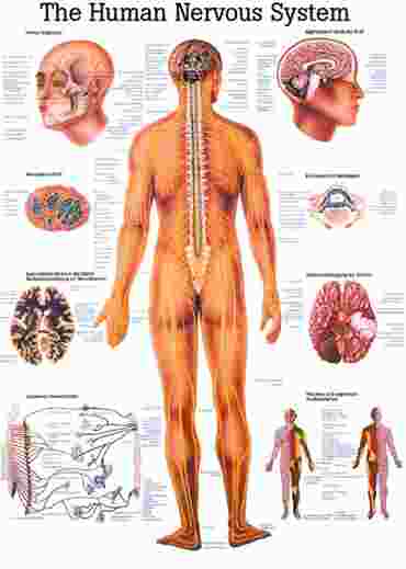 Respiratory System Chart for Anatomy Studies