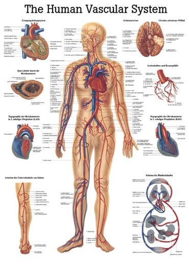 Respiratory System Chart for Anatomy Studies