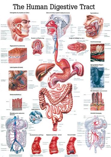 Respiratory System Chart for Anatomy Studies