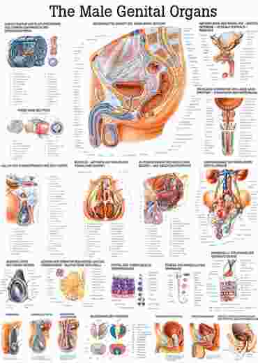 Respiratory System Chart for Anatomy Studies