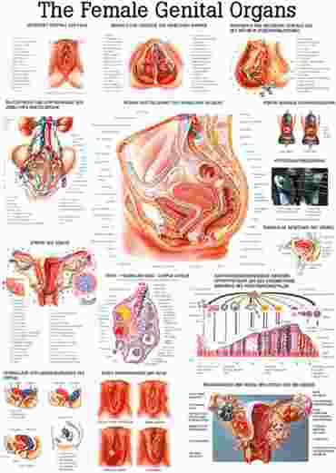 Respiratory System Chart for Anatomy Studies
