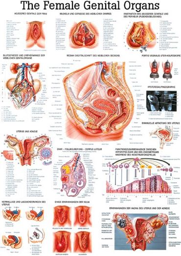 Respiratory System Chart for Anatomy Studies