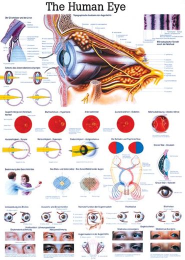 Respiratory System Chart for Anatomy Studies