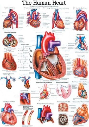 Respiratory System Chart for Anatomy Studies