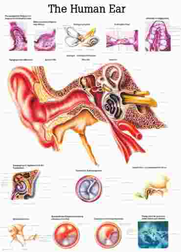 Respiratory System Chart for Anatomy Studies