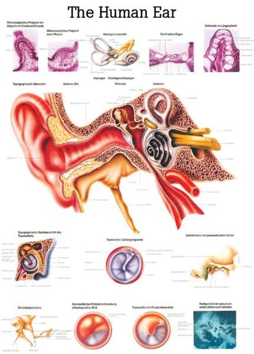 Respiratory System Chart for Anatomy Studies