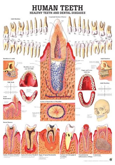 Respiratory System Chart for Anatomy Studies