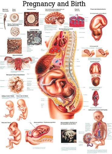 Respiratory System Chart for Anatomy Studies