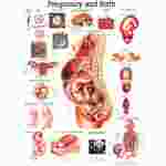 Respiratory System Chart for Anatomy Studies