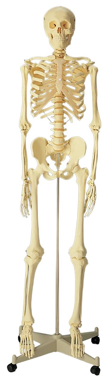 Standard Skeleton for Anatomy Studies, Rod Mount