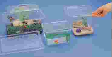 Aquarium or Terrarium Tank with Screen Cover, 0.5 Gallon