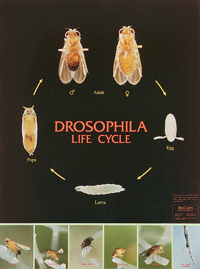 Drosophila Life Cycle Chart | Flinn Scientific