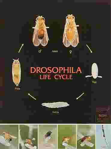 Drosophila Life Cycle Chart for Biology and Life Science