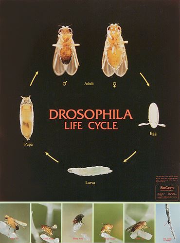 Drosophila Life Cycle Chart for Biology and Life Science