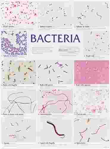 Bacteria Poster for Biology and Life Science