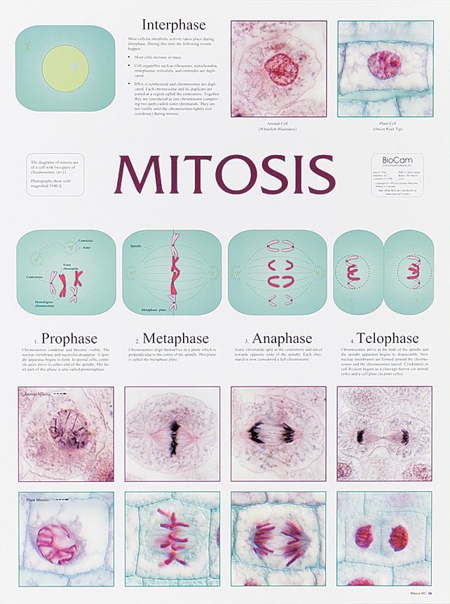 5 Stages Of Mitosis Diagram Biology Diagrams