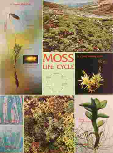 Moss Life Cycle Chart for Biology and Life Science