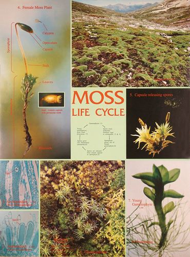 Moss Life Cycle Chart for Biology and Life Science