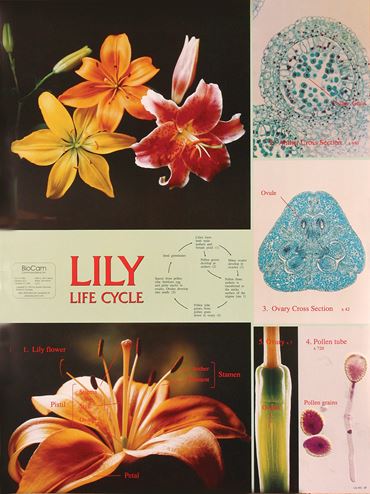Lily Life Cycle Chart for Biology and Life Science