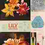 Lily Life Cycle Chart for Biology and Life Science