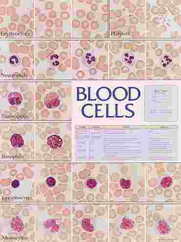 Blood Cells Chart