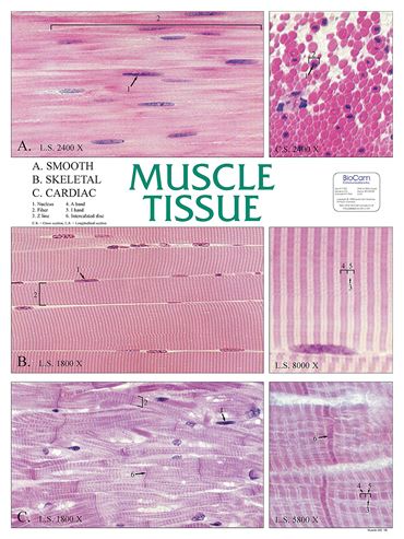 Muscle Tissue Chart for Anatomy Studies