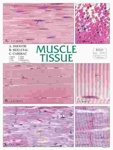 Muscle Tissue Chart for Anatomy Studies