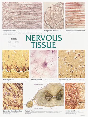 Nervous Tissue Chart