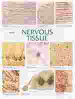 Nervous Tissue Chart