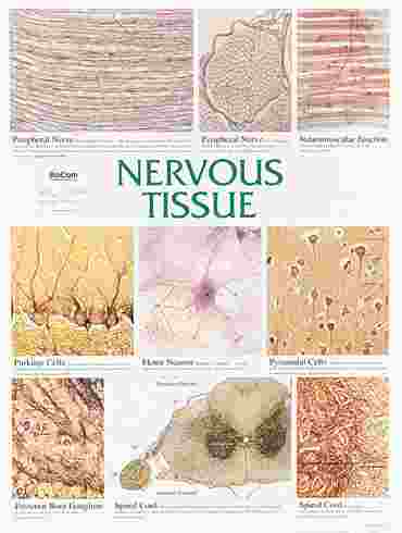 Nervous Tissue Chart