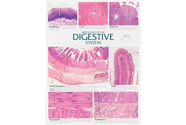 Digestive System Chart for Anatomy and Physiology