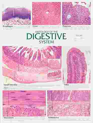 Digestive System Chart for Anatomy and Physiology