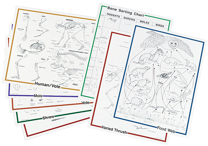 Owl Pellet Bone Sorting Chart