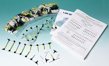 Molecular Model of DNA and Its Replication Activity Kit for Biology and Life Science