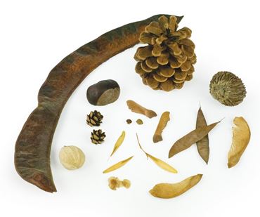 Seed Identification Activity Kit for Biology and Life Science