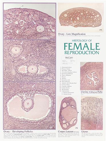 Female Reproductive System Chart for Anatomy Classroom