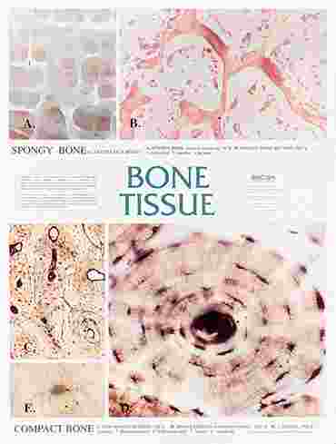 Muscle Tissue Chart for Anatomy Studies