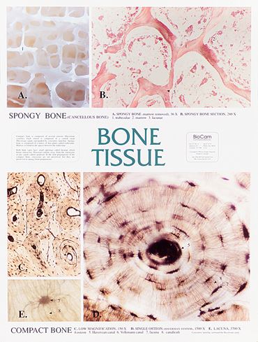 Muscle Tissue Chart for Anatomy Studies