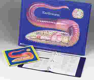 Earthworm Model Activity Set for Biology and Life Science