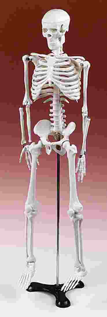 Half-Size Skeleton for Anatomy Studies