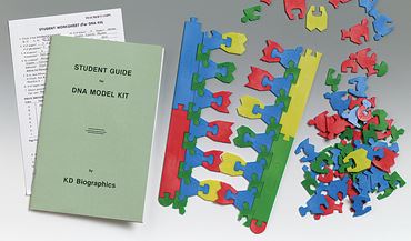 Student DNA Model Kit for Biology and Life Science